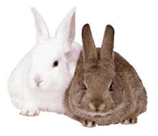 Lapin blanc et marron