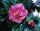Un magnifique camelia de mon jardin