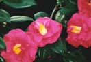 Camelias de mon jardin