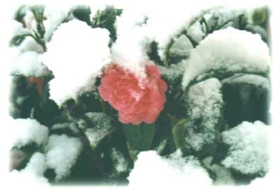 Camélia sous la neige
