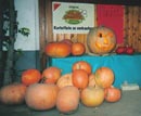 Potirons en Allemagne (Silviane Le Men)