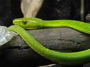Serpent minute : mamba vert !